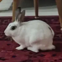 واگذاری خرگوش