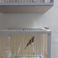 قفس جوبی  سهره|لوازم جانبی حیوانات|اردبیل, |دیوار