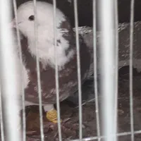 فروش یک عدد طوقی|پرنده|فولادشهر, زاینده رود|دیوار