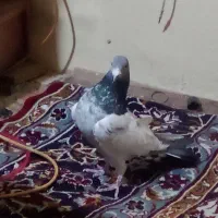 دو تا کبوتر|پرنده|سراب, |دیوار