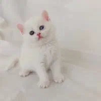 گربه چشم آبی