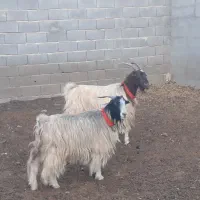 بز ترکی روزگاری،میش،بره،بزغاله|حیوانات مزرعه|مبارکه, |دیوار