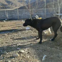 توله ماده کانگال