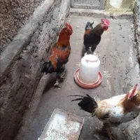 خروس محلی.مرغ لاری گلین واردک خارجی لهستانی|حیوانات مزرعه|نشتارود, |دیوار