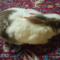چشم ابی|موش و خرگوش|رشت, استادسرا|دیوار