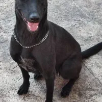 مالینیوز بلک|سگ|خمیر, |دیوار