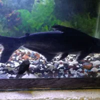 کوسه ماهی گیاهی ۳۳سانتی وآکواریوم ۶۰سانتی|ماهی|زاهدان, |دیوار