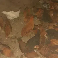 جوجه ۷۰ روزه  طبیعی