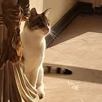 گربه ماده عقیم شده واکذاری رایگان