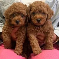 توله پودل توی لوازم دارد.وارداتی از روس.فنجونی|سگ|تهران, ایوانک|دیوار