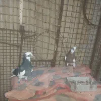 اهوز مشعلی خ جنت