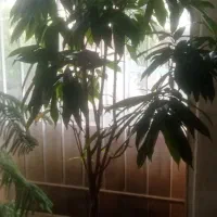 گل‌های آپارتمان کاج مطبق و باباآدم .