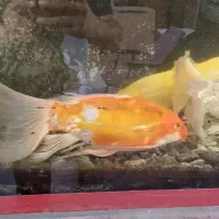 ماهی کوی سایز