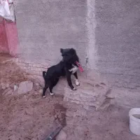 توله قدر جونی