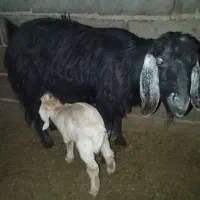 سه تا کاور فروشی|حیوانات مزرعه|گناباد, |دیوار