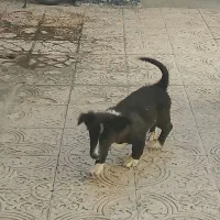 سگ پاکوتاه|سگ|کرمانشاه, |دیوار