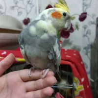 عروس هلندی نر دو ساله