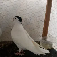 خال کاکلی نر عتیقه