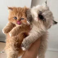 توله گربه پرشین خالص