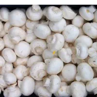 نیازمند همکار و شریک جهت راه اندازی پرورش قارچ