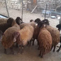 گوسفندمیش بره ماده|حیوانات مزرعه|کوهدشت, |دیوار