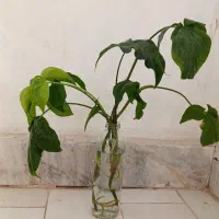 گلهای خونگی