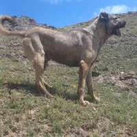 واگذاری سگ سرابی