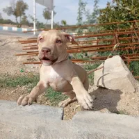 توله پیتبول