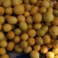 لیمو طبیعی برای اب گیری|عمدهفروشی|خرمشهر, |دیوار