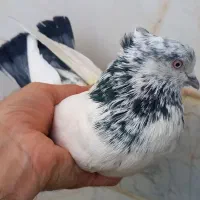 کبوتر کله دم سبز کاکلی