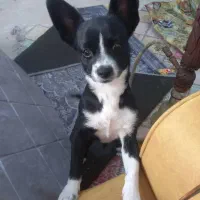 نژاد سک شی واوا|سگ|قدس, شهر‌قدس|دیوار