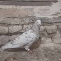 کفترشهرستان...کاشمر|پرنده|کاشمر, |دیوار