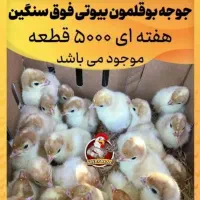 پخش جوجه بوقلمون گوشتی بیوتی۶سنگین وزن تولید گیلان