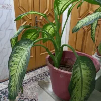 گل دیفن باخیا