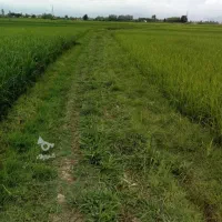 زمین شالیزار شفت شالده