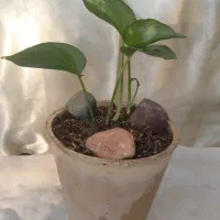 گل زیبا