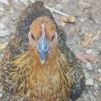 مرغ و خروس محلی و بومی (گلین لری)