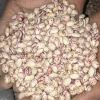 لوبیا چیتی درجه ۱ زیر قیمت