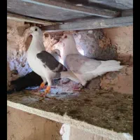 یک جفت پشت گراف و سه عدد جوجه عروس درشت و کشیده|پرنده|اسفراین, |دیوار