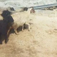 فرش 11راس میش خیلی هاشون آبستن سنگین