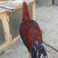 خروس لاری|حیوانات مزرعه|خمینیشهر, |دیوار