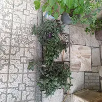 گل طبیعی انواع گل|گل و گیاه طبیعی|کرمانشاه, |دیوار