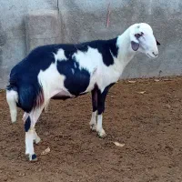 بره قوچ پلنگی خال سیاه و پوست گاوی|حیوانات مزرعه|بروجرد, |دیوار