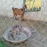 بز نجدی دو رگ