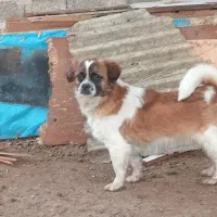 سگ پاکوتا رایگان