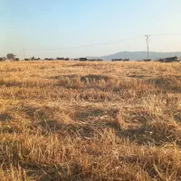 گندم  مهرگان ۵۰۰ کیلو