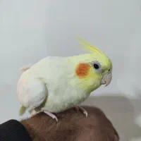 عروس هلندی|پرنده|صائین قلعه, |دیوار