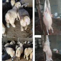 بره پروار  کشتار  کیلویی  ۷۰۰  هزار تومان