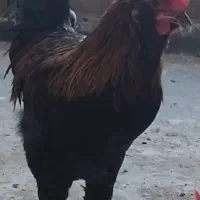 خروس گلین مرغ تخمگذار