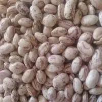 لوبیا چیتی